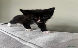 Mixed Breed cats for sale: 3 x black and white kittens available  - Image 5