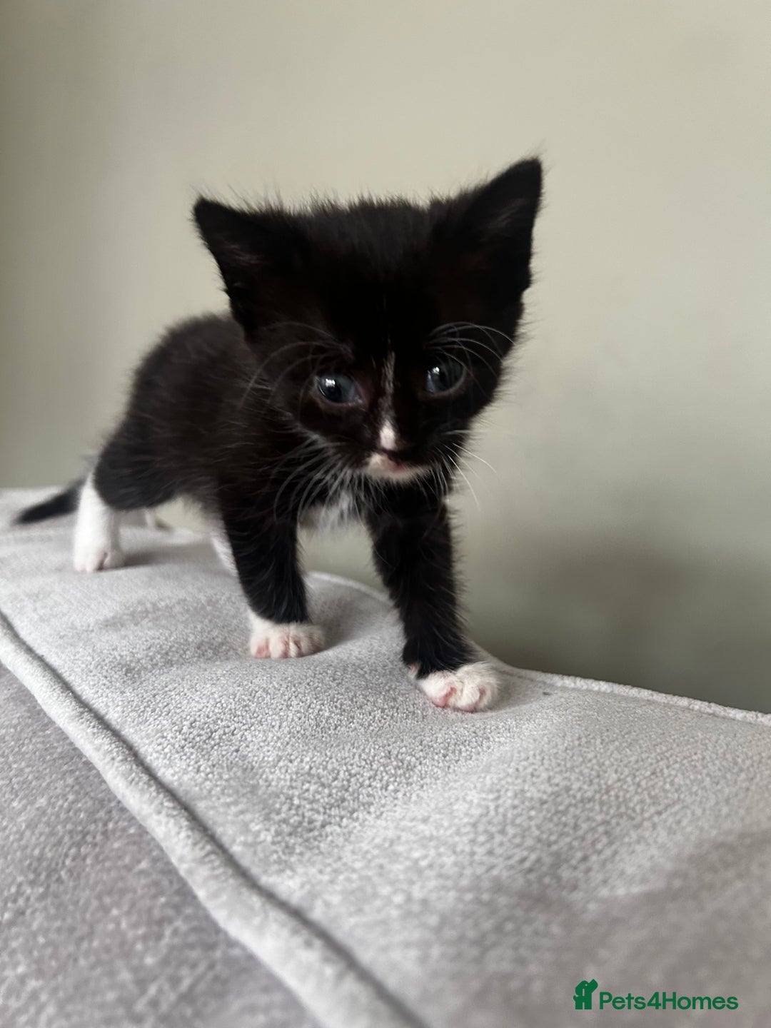 Mixed Breed cats for sale: 3 x black and white kittens available  - Image 5