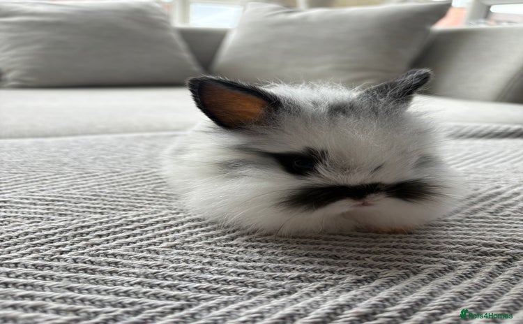Mini Lion Lop rabbits - Advert 1