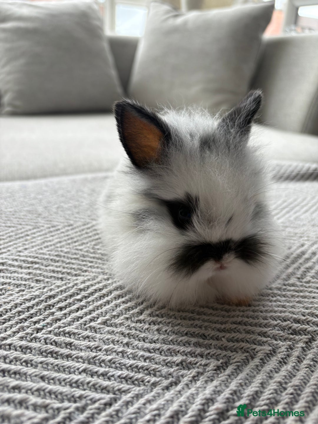 Mini Lion Lop rabbits for sale: Cuteness overload!! Mini lion head bunnies  - Image 1