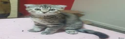 Mixed Breed cats for sale: Boy and girl - Advert 15