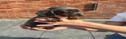 Dachshund dogs for sale: DACHSHUND puppies - Advert 4