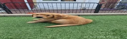 Golden Retriever dogs for sale: Stunning dark golden retriever puppies for sale - Advert 31