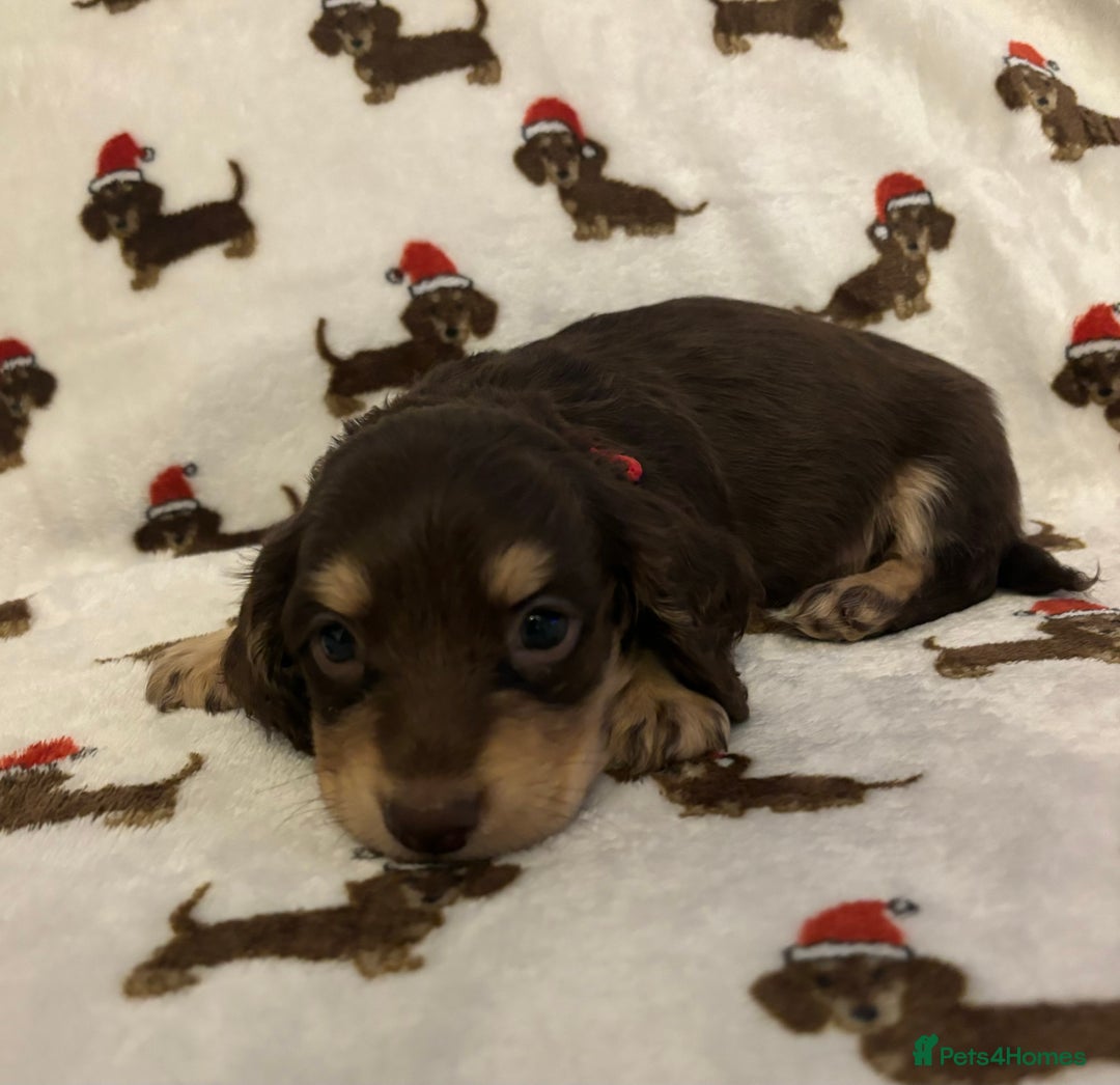 Miniature Dachshund dogs for sale: Last 2 Miniature Dachshund Pups Ready 23rd Dec! - Advert 7