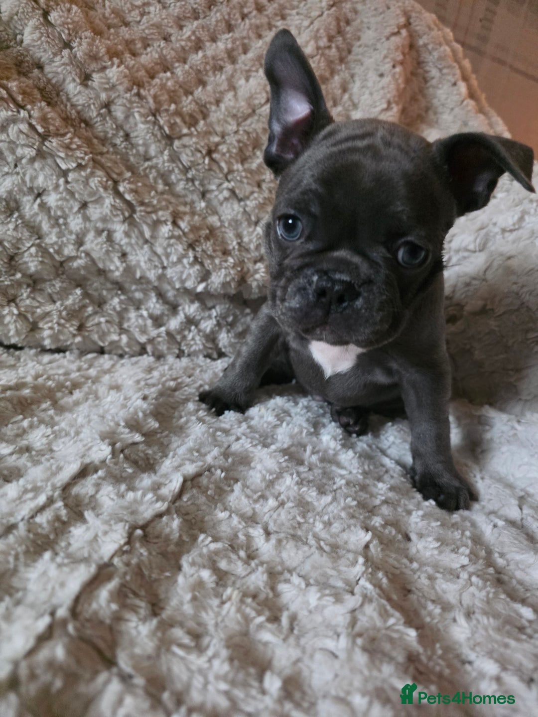 French Bulldog dogs for sale: French bulldog puppies  - Image 3