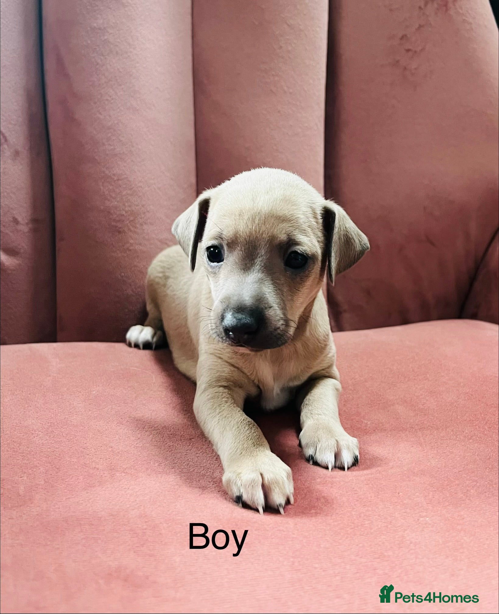 Italian Greyhound dogs kc registered Itatian greyhounds - Advert 6