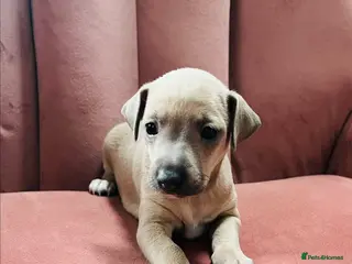 Italian Greyhound dogs kc registered Itatian greyhounds - Advert 6