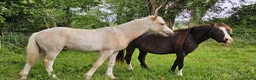 Welsh Section D horses for sale: Palomino Welsh pb colt  - Advert 5