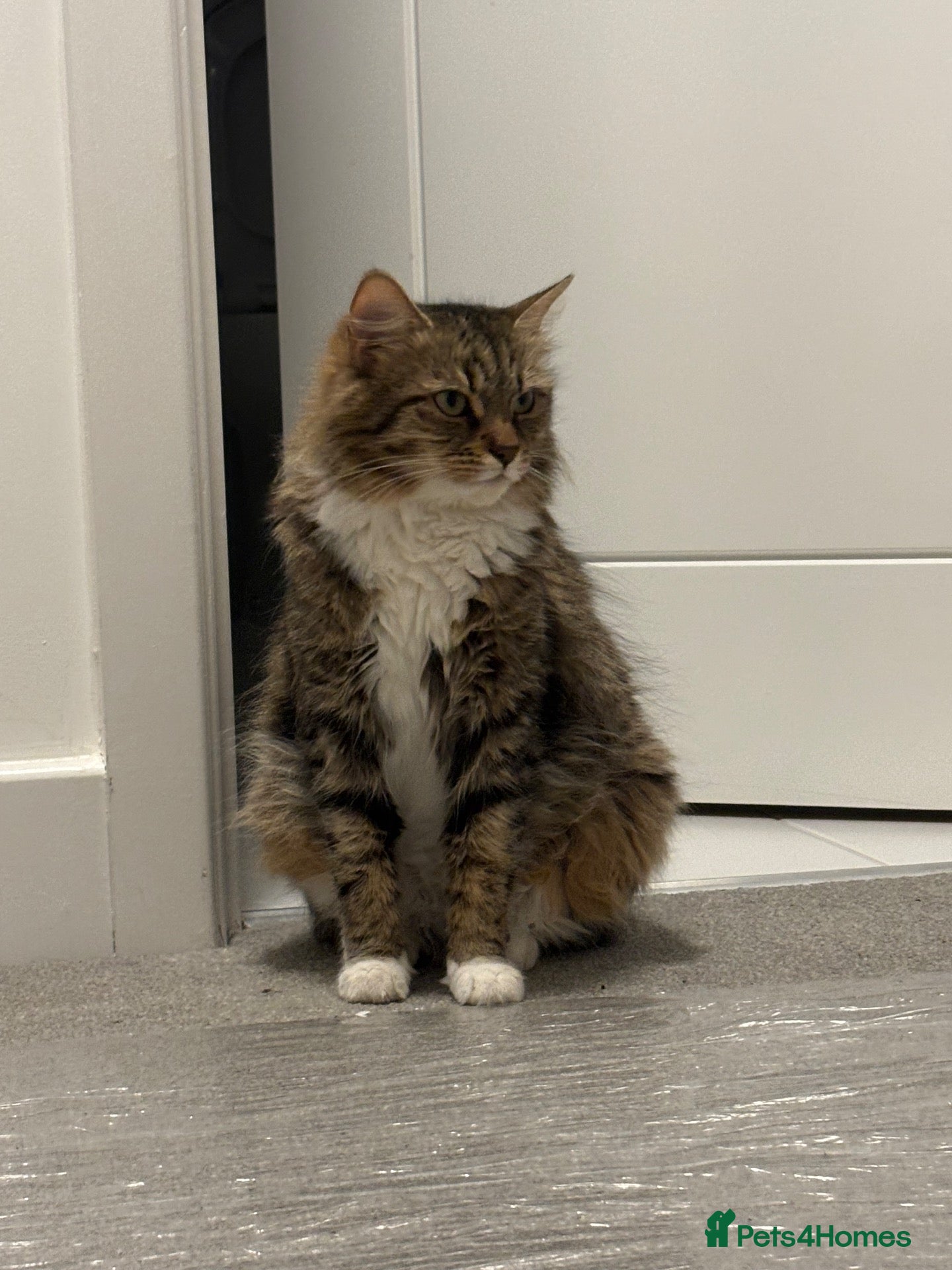 Mixed Breed cats Cute kittens looking for a new home  - Advert 1