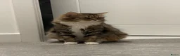 Mixed Breed cats for sale: Cute kittens looking for a new home  - Advert 1
