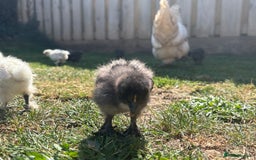 Chickens poultry for sale: Black & Paint Silkies - Image 5