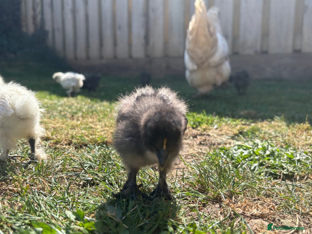 Chickens poultry for sale: Black & Paint Silkies - Image 5
