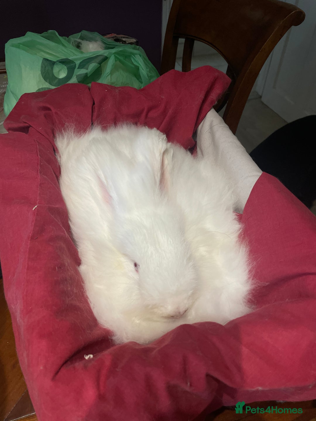 Angora rabbits for sale: Two bonded Angora bunnies for sale - Advert 10