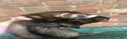 Ferret rodents for sale: Working ferrets  in Bradford - Advert 1