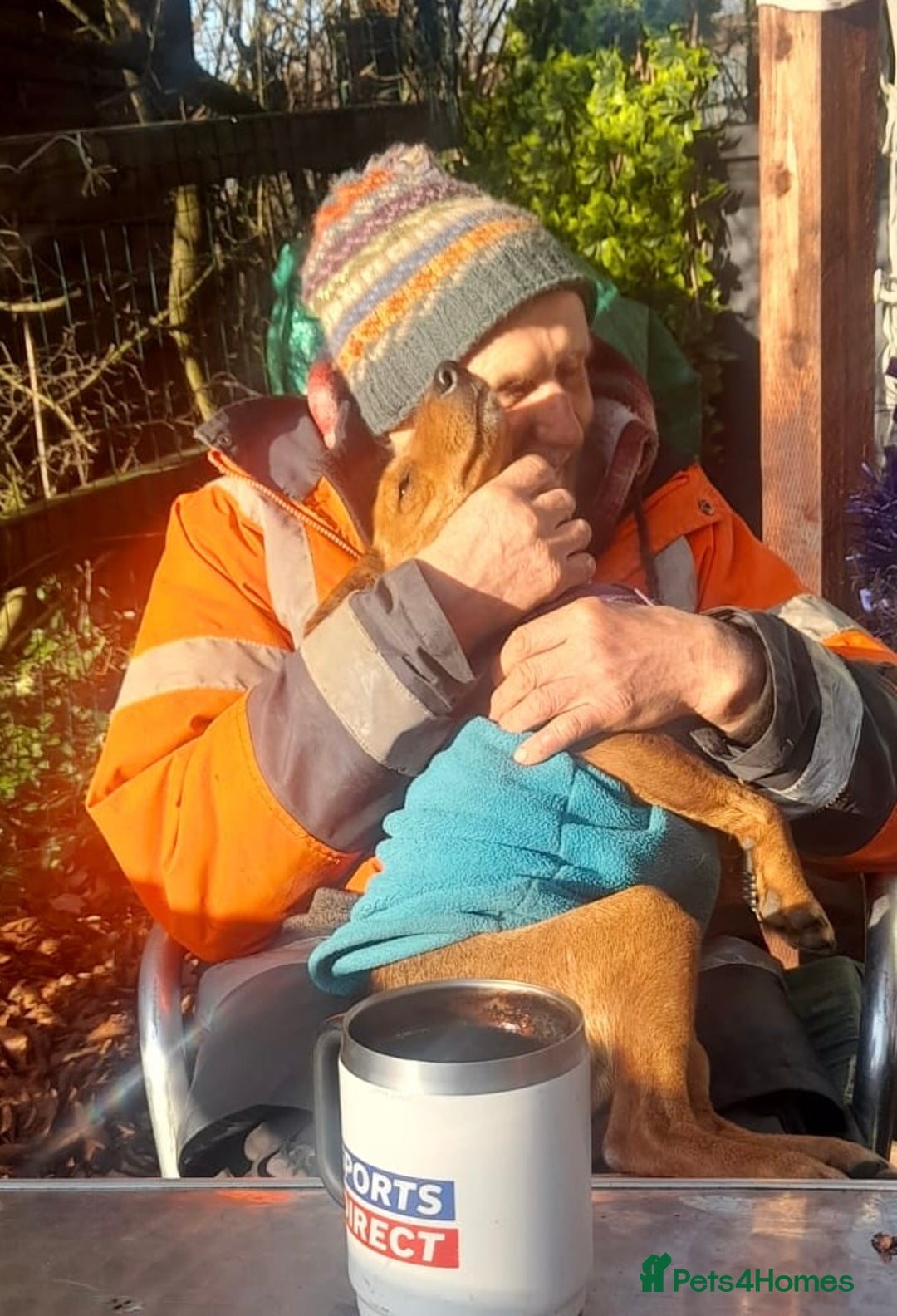 Fox Terrier dogs for adoption: Sweet Felix Needs LOVE - Advert 16