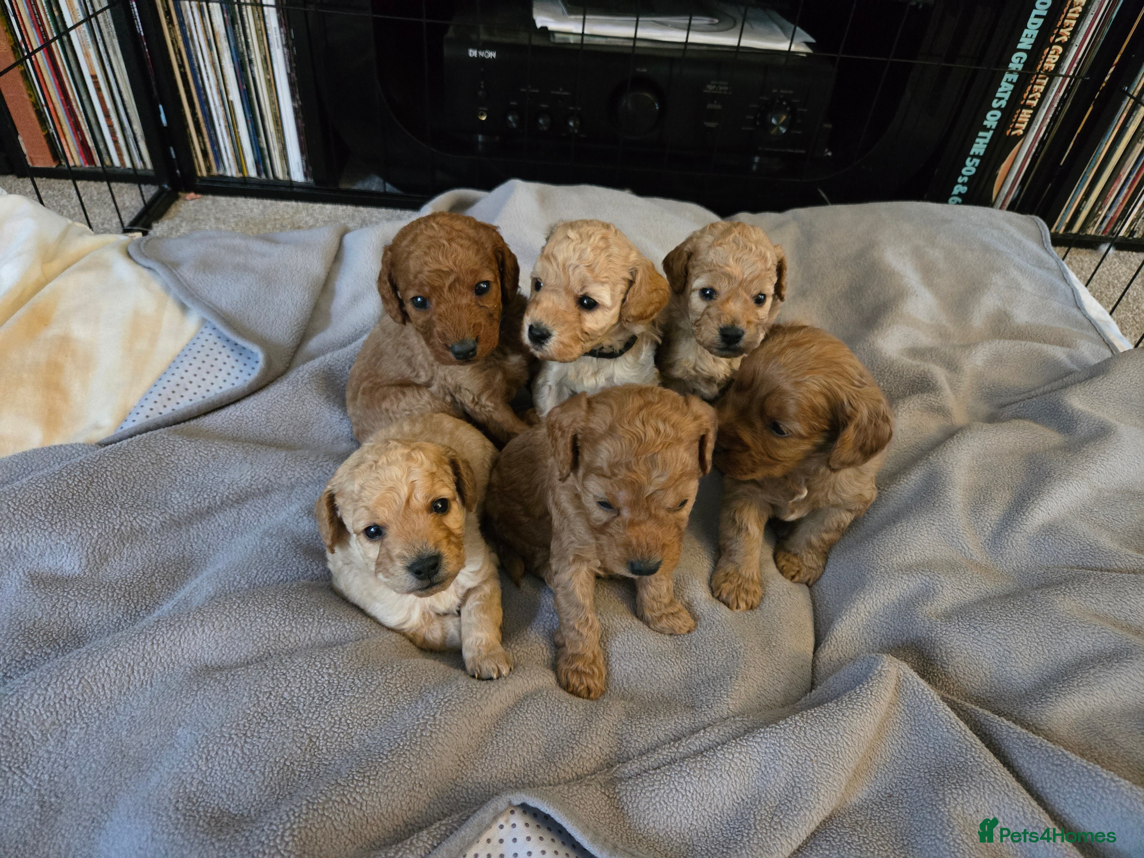 Cockapoo dogs 6 male Cockapoo puppies. Ready 13th Jan.  - Advert 5