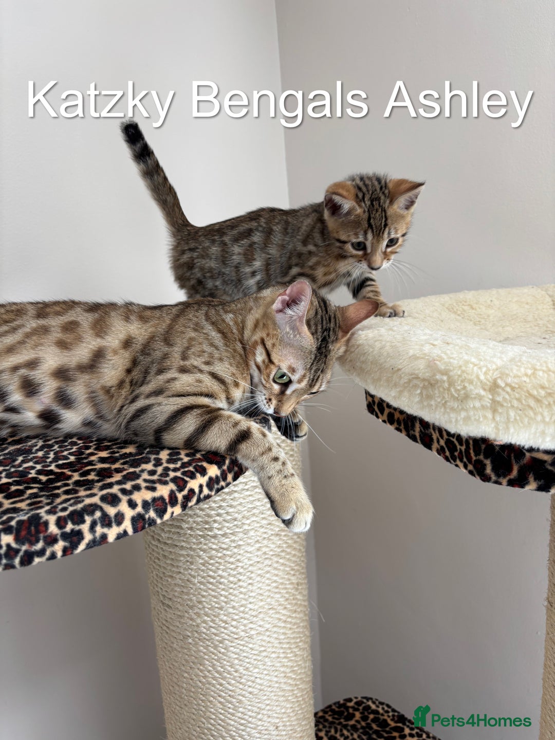 Bengal cats for sale: 😻Tica Best Bengal UK sired Kittens 🏆 🐾 🐱  - Image 14