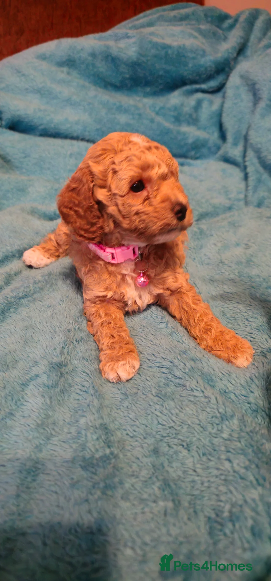 Cavapoo dogs for sale: Cavapoo for sale - Advert 4