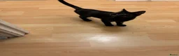 Sphynx cats for sale: Sphynx  cross female kitten 11wks  - Advert 3