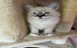 Ragdoll cats for sale: Ragdoll Kittens - Image 6