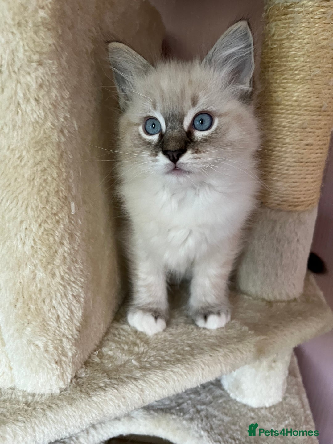 Ragdoll cats for sale: Ragdoll Kittens - Image 6
