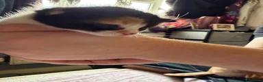 Mixed Breed Kitten 3