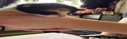 Mixed Breed cats for sale: Beautiful fluffy kittens for sale  - Advert 2