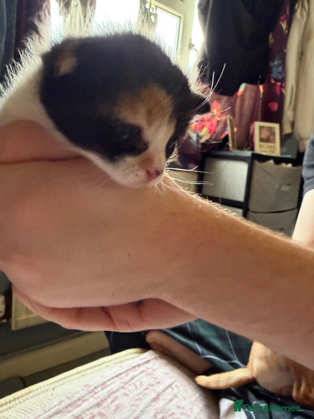 Mixed Breed cats for sale: Beautiful fluffy kittens for sale  - Advert 2