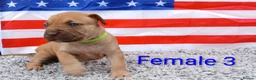 American Bull Staffy dogs for sale: American bull - Advert 25