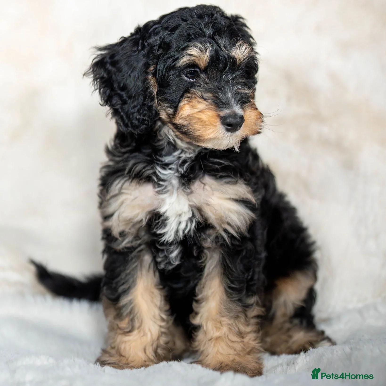 Cockapoo dogs 6 Stunning Cockapoo Puppies - 3 available ⌛ - Advert 17