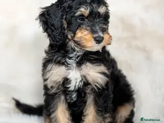 Cockapoo dogs 6 Stunning Cockapoo Puppies - 3 available ⌛ - Advert 15