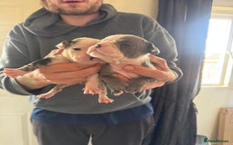 Olde English Bulldogge dogs for sale: English bulldogs  - Image 6