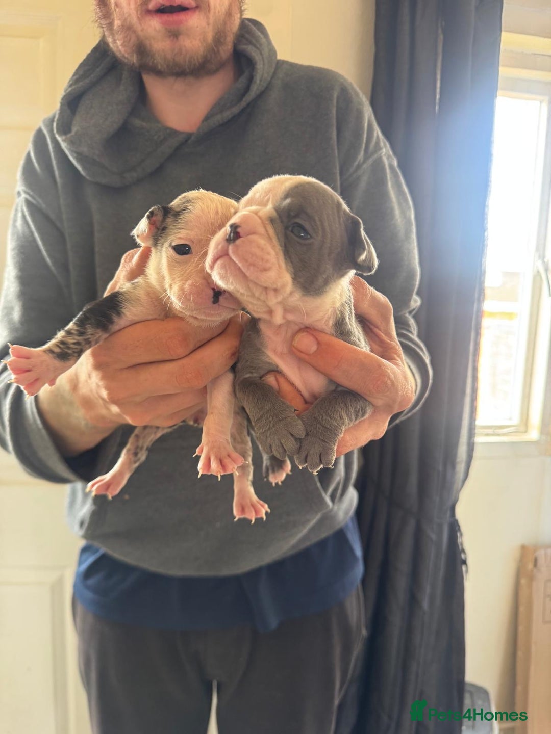 Olde English Bulldogge dogs for sale: English bulldogs  - Image 6