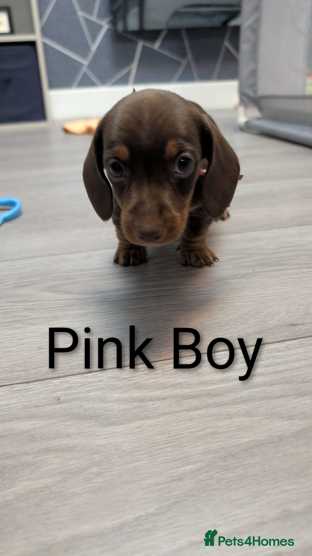 Miniature Dachshund dogs for sale: KC Reg miniature smooth hair daschund boy pups - Advert 16