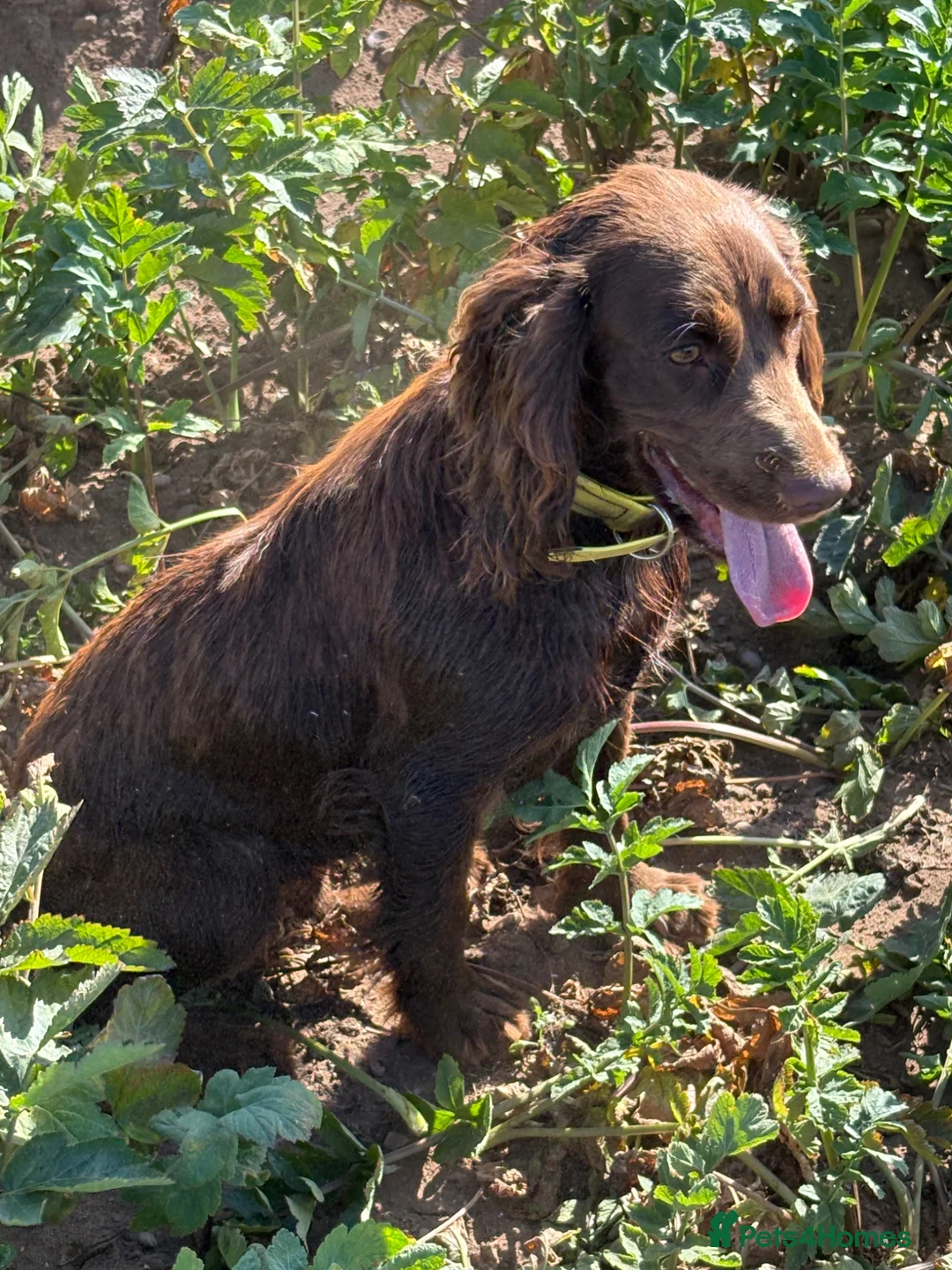 Sprocker dogs for sale: Sproker - Advert 8