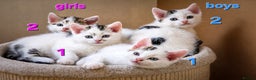 Mixed Breed cats for sale: 🐾 Beautiful, Well-Socialised Kittens 🐾 - Advert 2