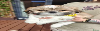 Shih Tzu 1