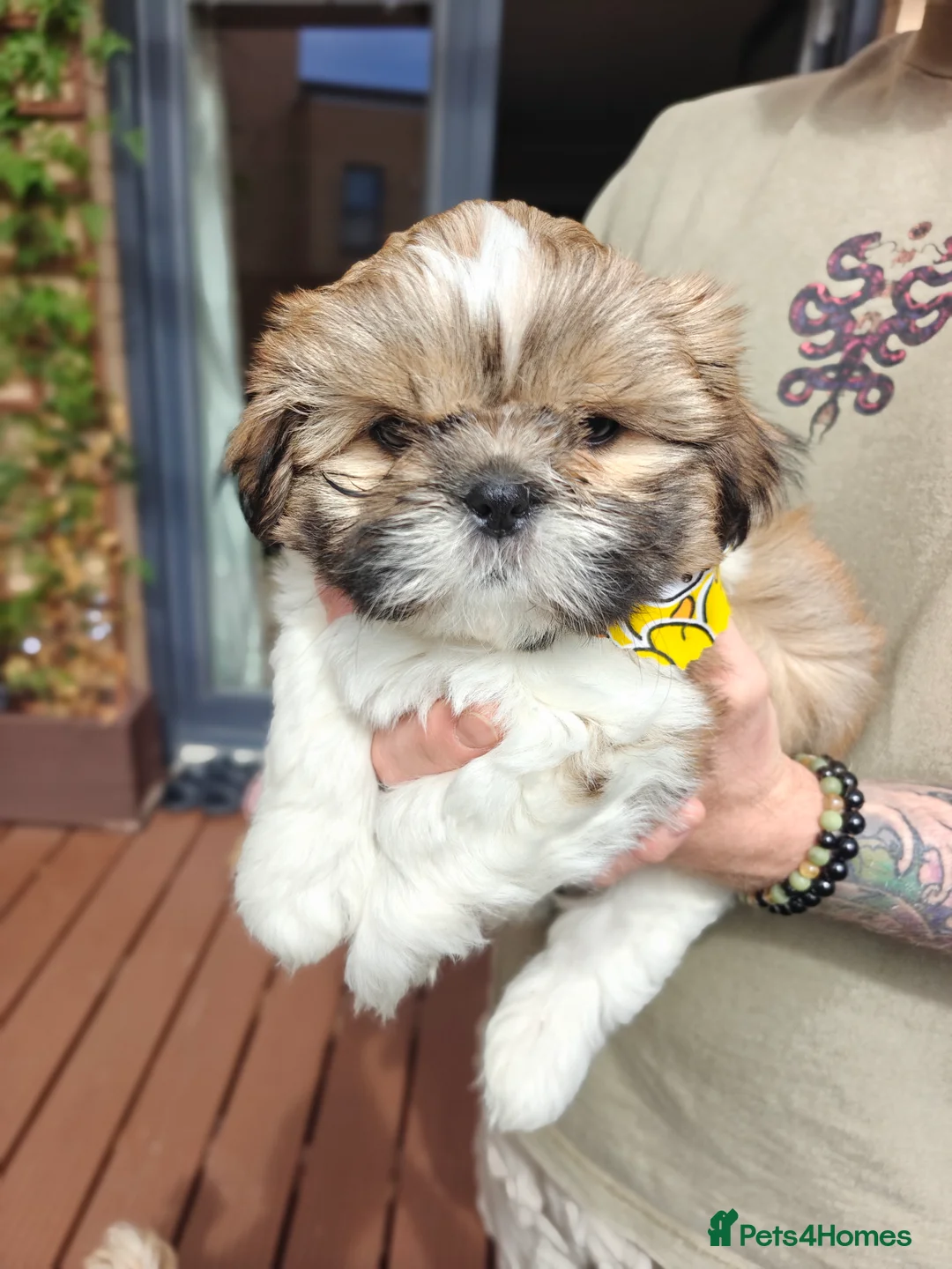 Shih Tzu dogs for sale: Tricolor Shih tzu boy looking for forever home 🐾 in Edinburgh - Advert 2