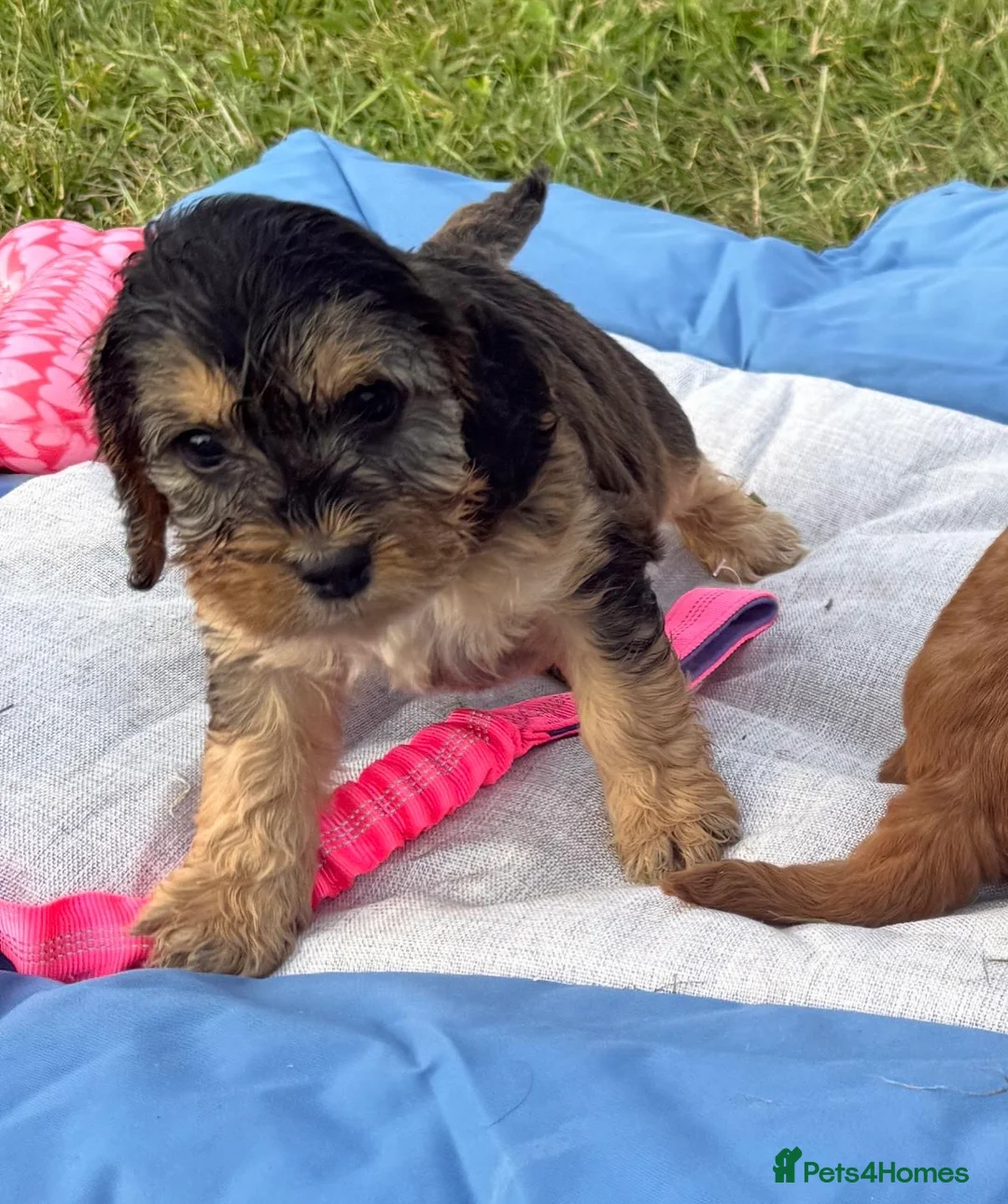 Cockapoo dogs for sale: F1 Cockapoos  - Advert 2