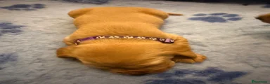 Labrador Retriever 6