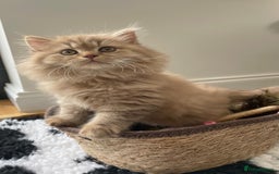 British Longhair cats for sale: Stunning litter of British long hair - Image 9