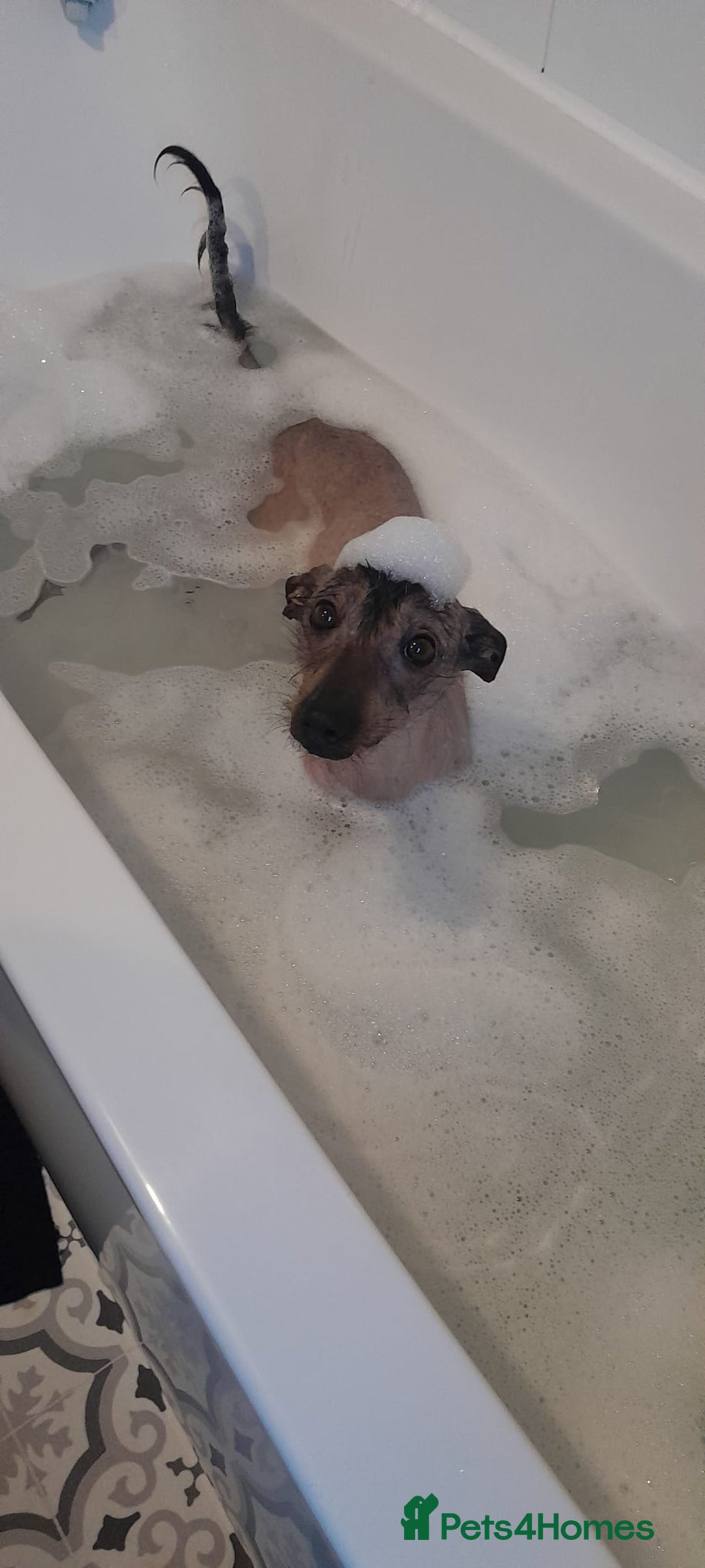 Mixed Breed dogs for sale: Darla 5 Yr old Chinese Crested x border collie - Advert 2