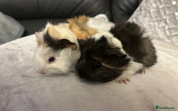 Guinea Pig rodents for sale: A pair of baby girl (sow) guinea pigs - Advert 2