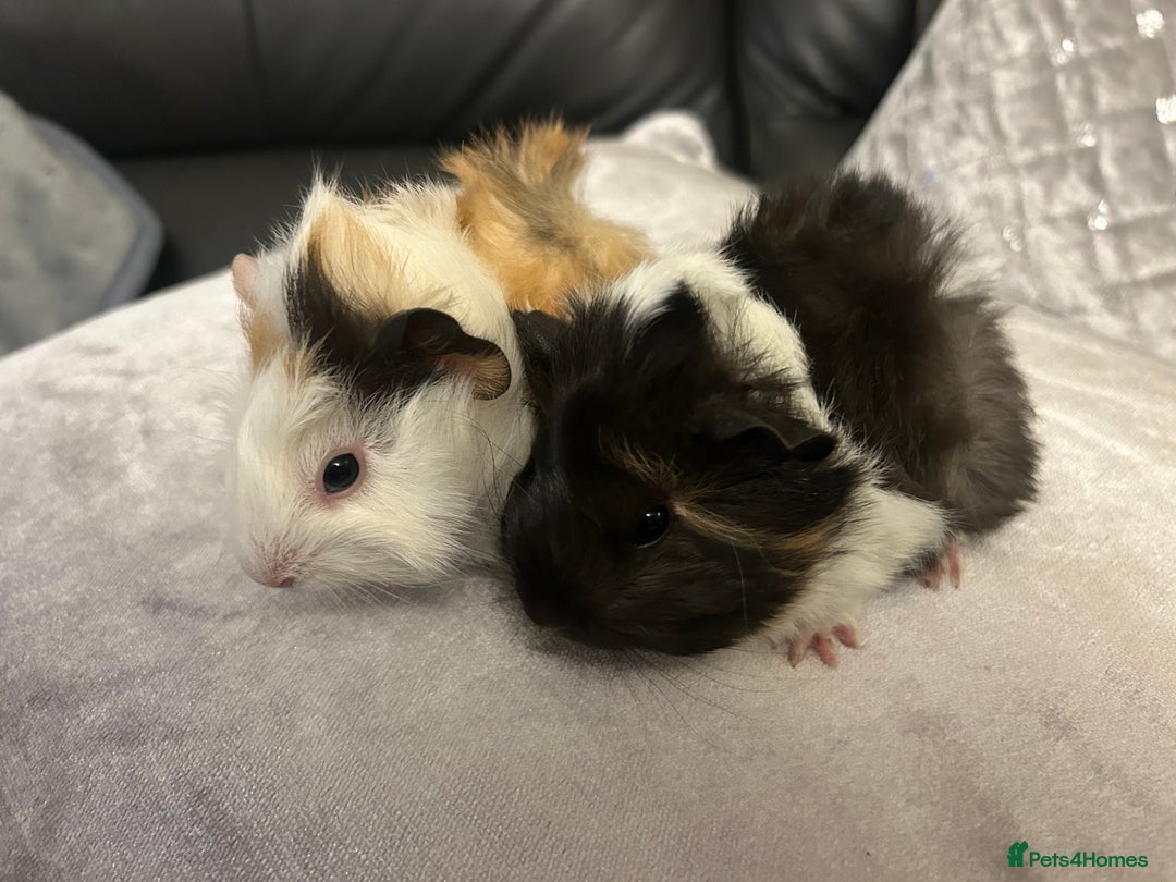 Guinea Pig rodents for sale: A pair of baby girl (sow) guinea pigs - Advert 2