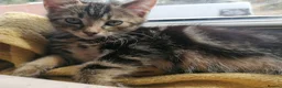 Mixed Breed cats for sale: Beautiful kittens  - Advert 6