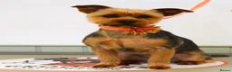 Yorkshire Terrier dogs for sale: Yorkshire terrier puppies 2 girls 4 boys  - Advert 2