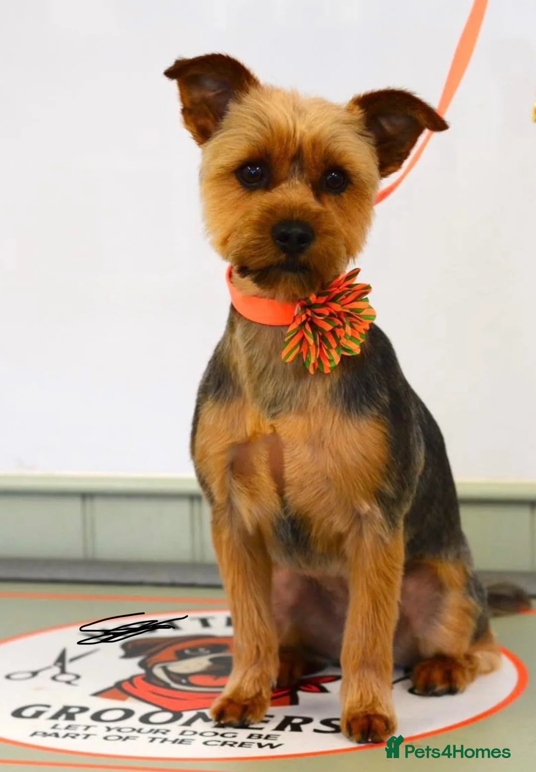 Yorkshire Terrier dogs for sale: Yorkshire terrier puppies 2 girls 4 boys  - Advert 2