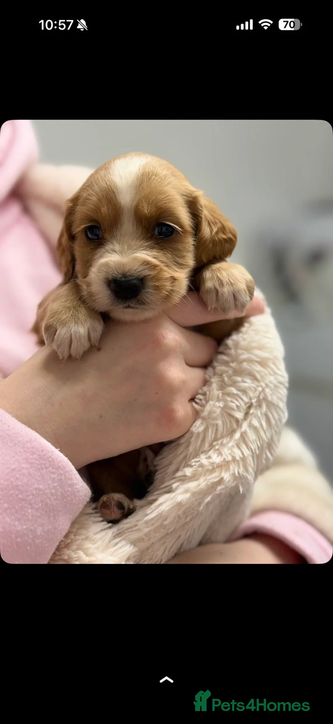 Cocker Spaniel dogs for sale: Purebred cocker spaniel  - Advert 2