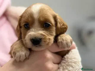 Cocker Spaniel dogs Purebred cocker spaniel - Advert 14