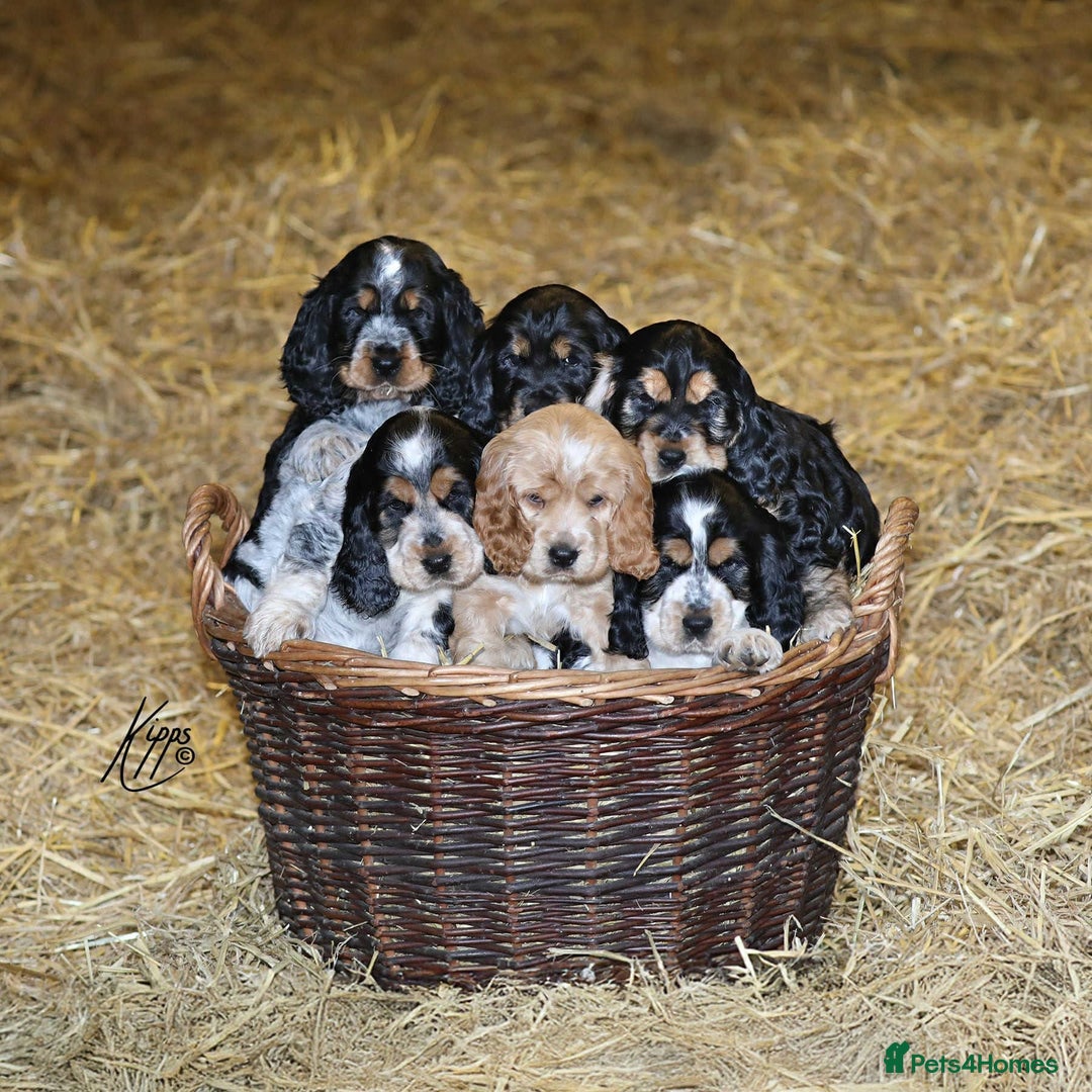 Cocker Spaniel dogs for stud: Show Cocker, Blue Roan and Tan (Stud Service Only) in Doncaster - Advert 18